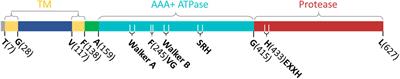 Recent Advances in Understanding the Structural and Functional Evolution of FtsH Proteases